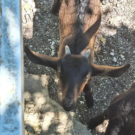 Veliu House & Farm Farm stay Gjirokaster
