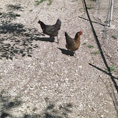 Farm stay Veliu House & Farm Gjirokaster
