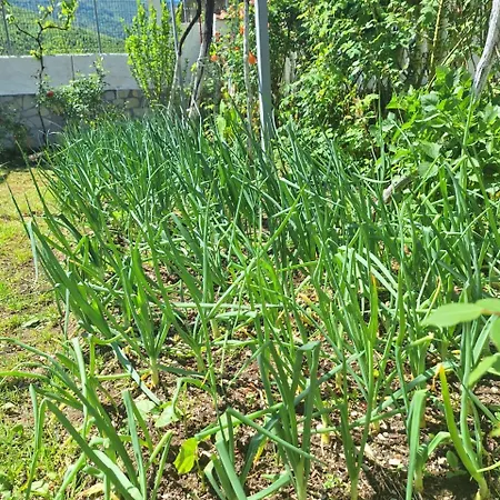 Veliu House & Farm مزرعة للإقامة *